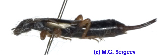 Anechura_asiatica_f_1138 copy